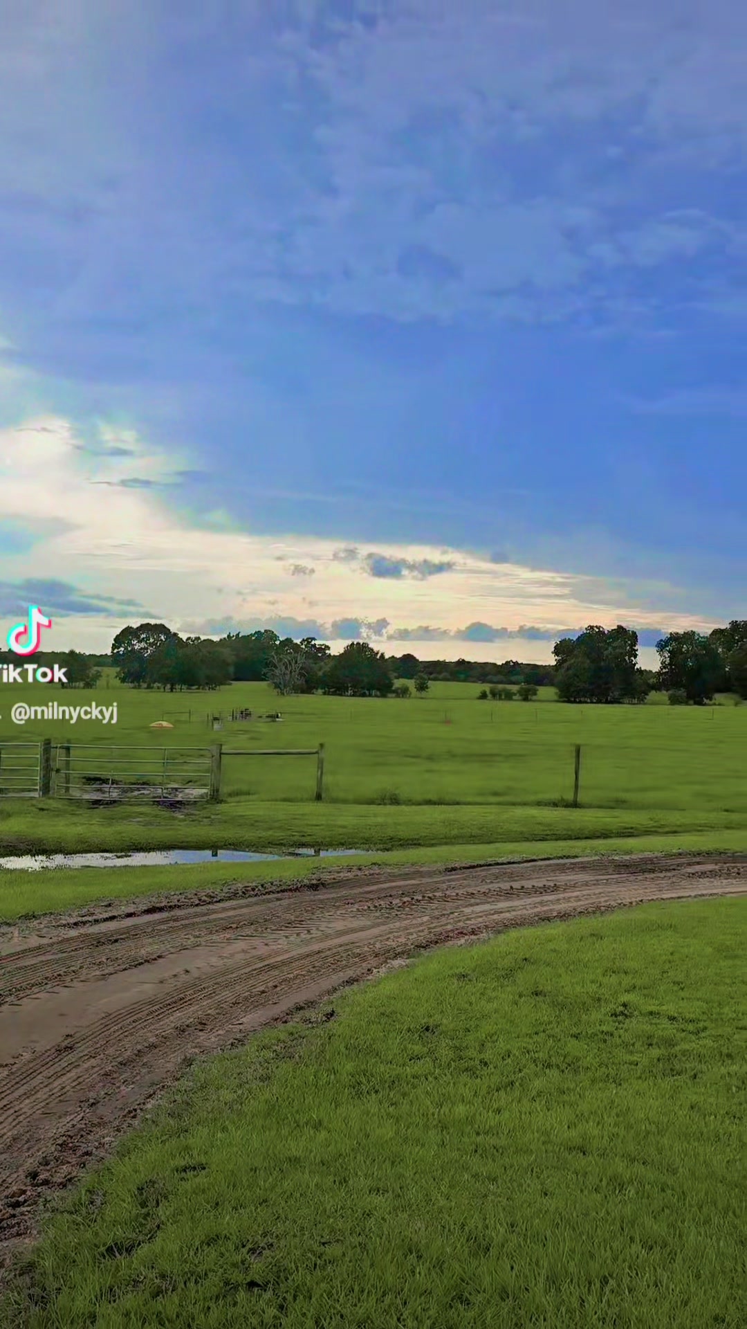 @M.I. CATTLE CO.
