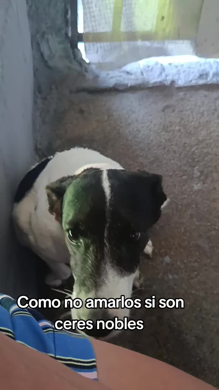 @ayudando perritos