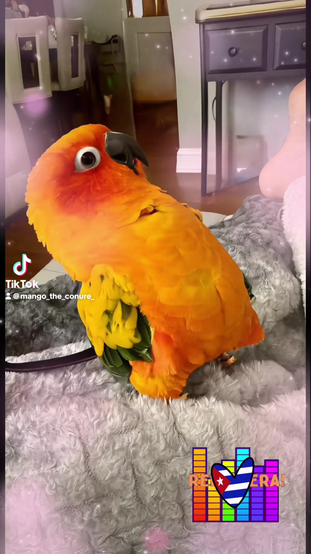 @Mango 🦜La cotorra solar
