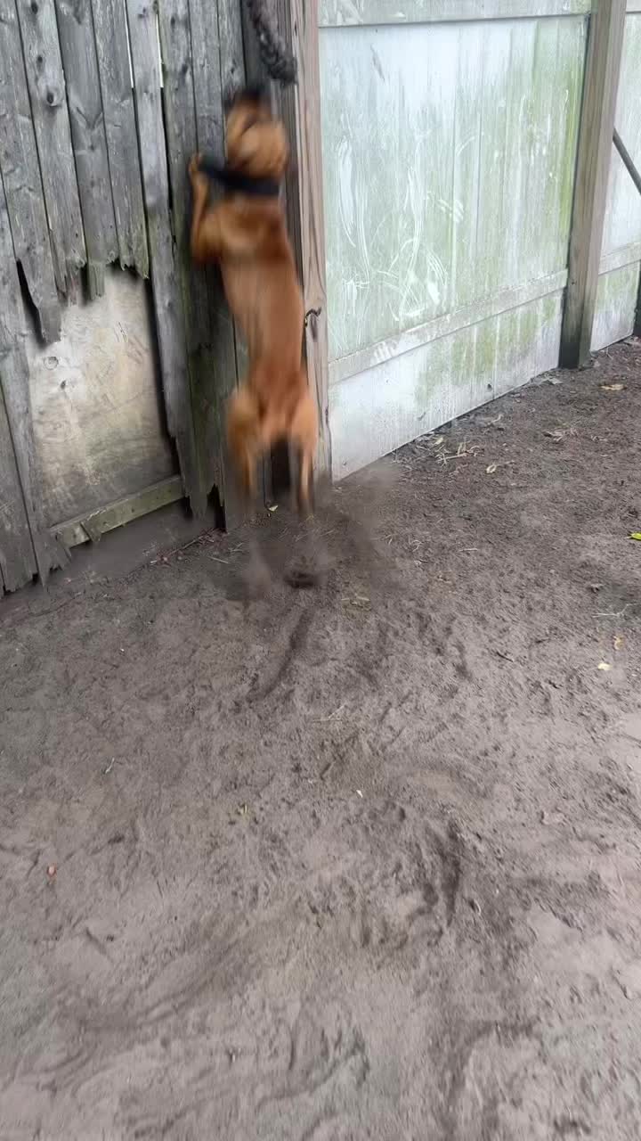 @themreal_hounds