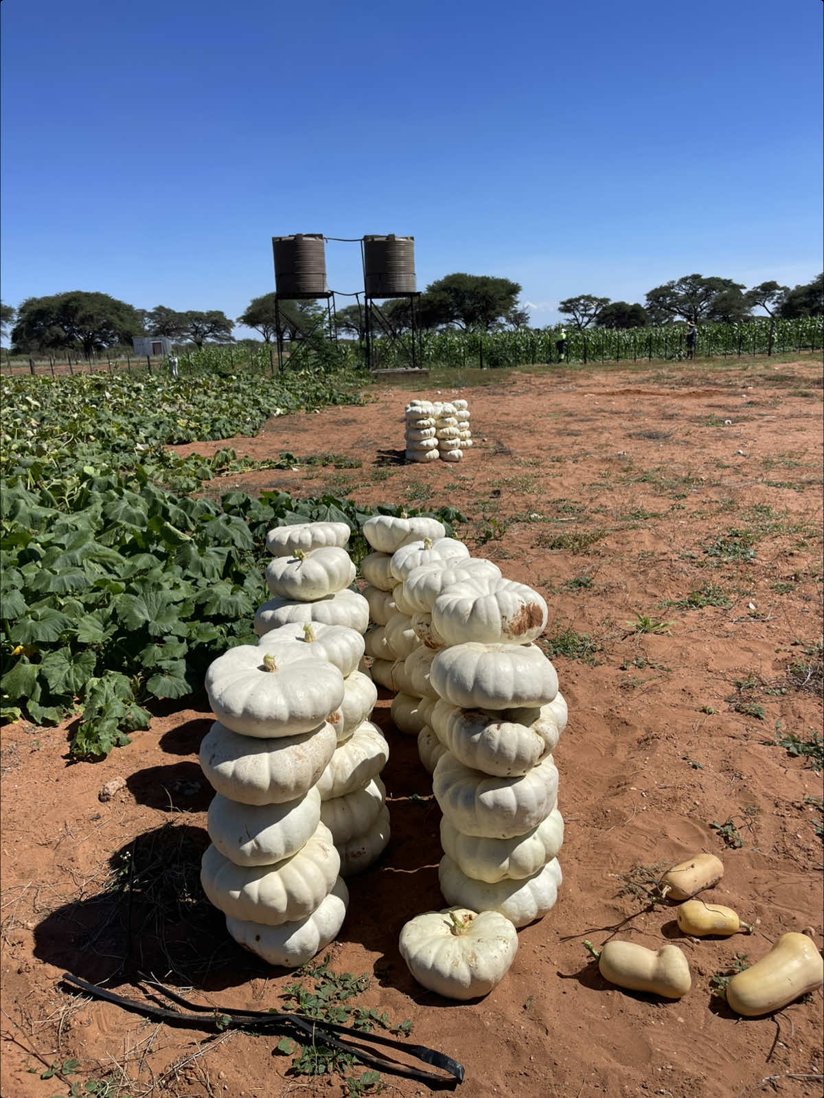 @Kakunaa The Farmer
