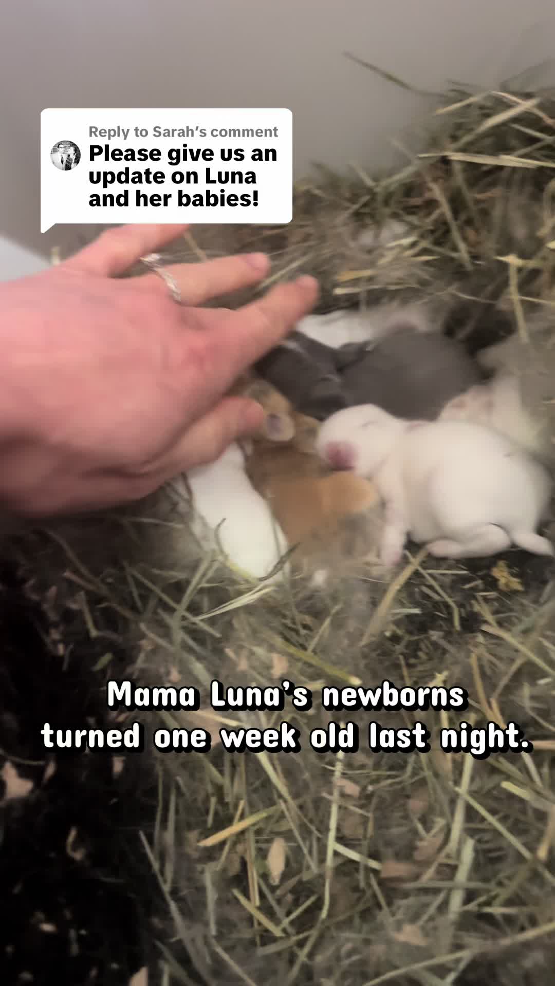 @Romeo Rabbit Rescue