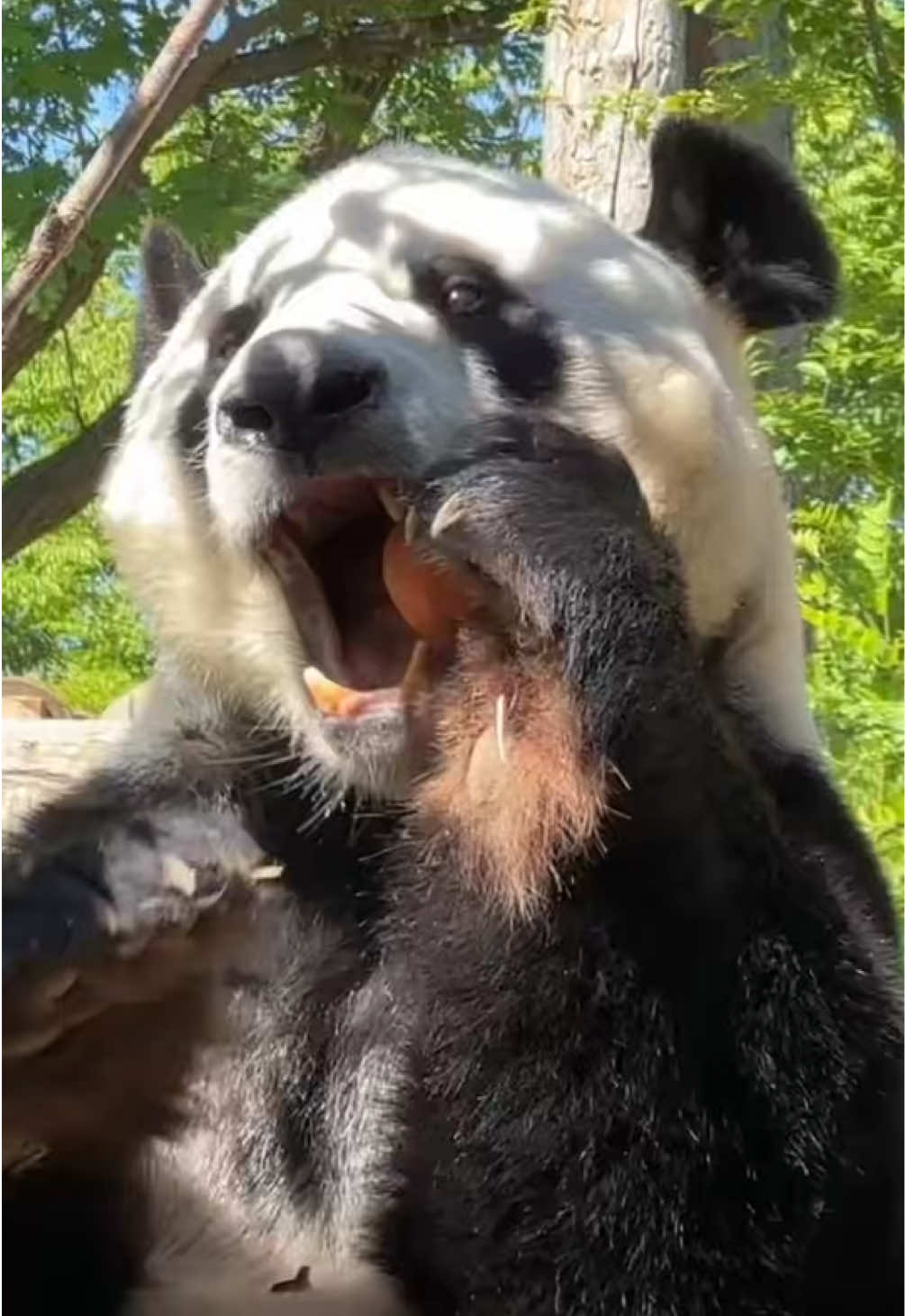 @Cute Animals 🐼