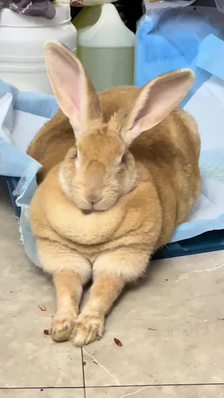 @RabbitNow19