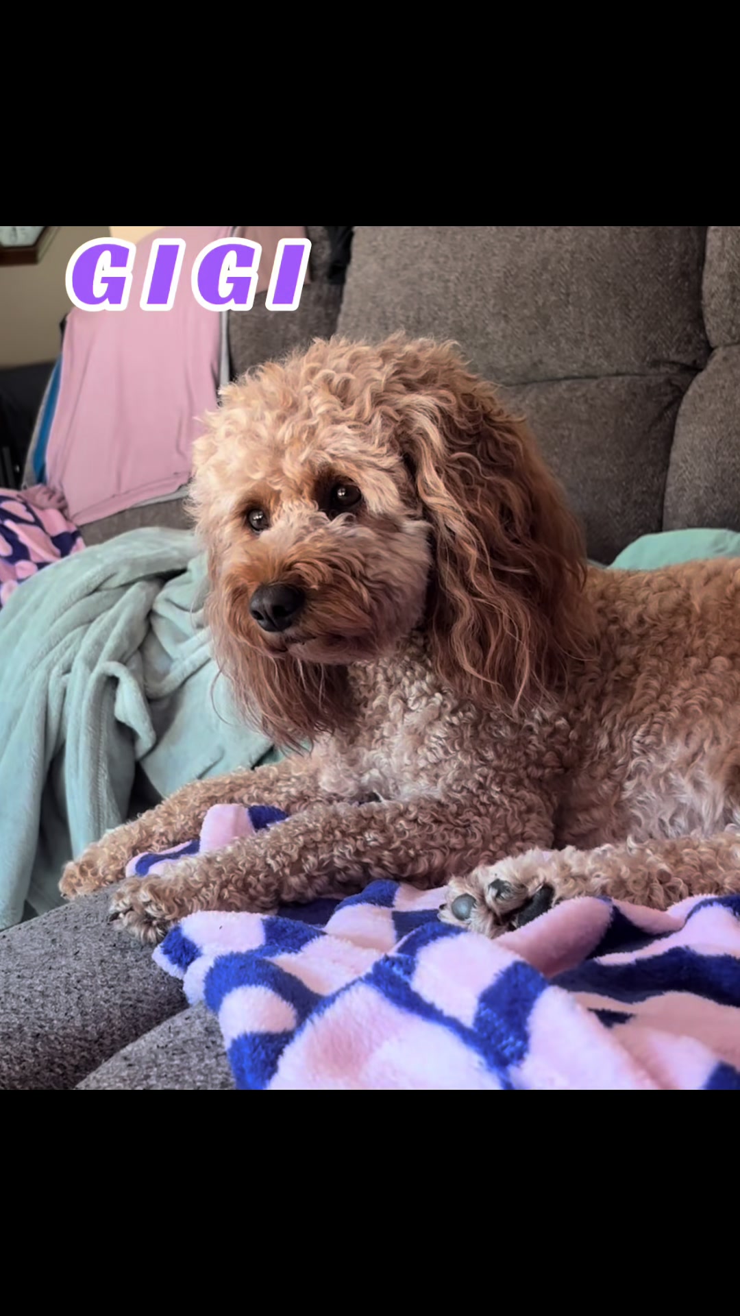 @K9StayCation