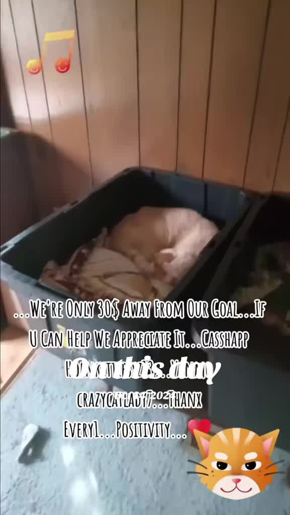 @Booh Hovey crazycatlady3