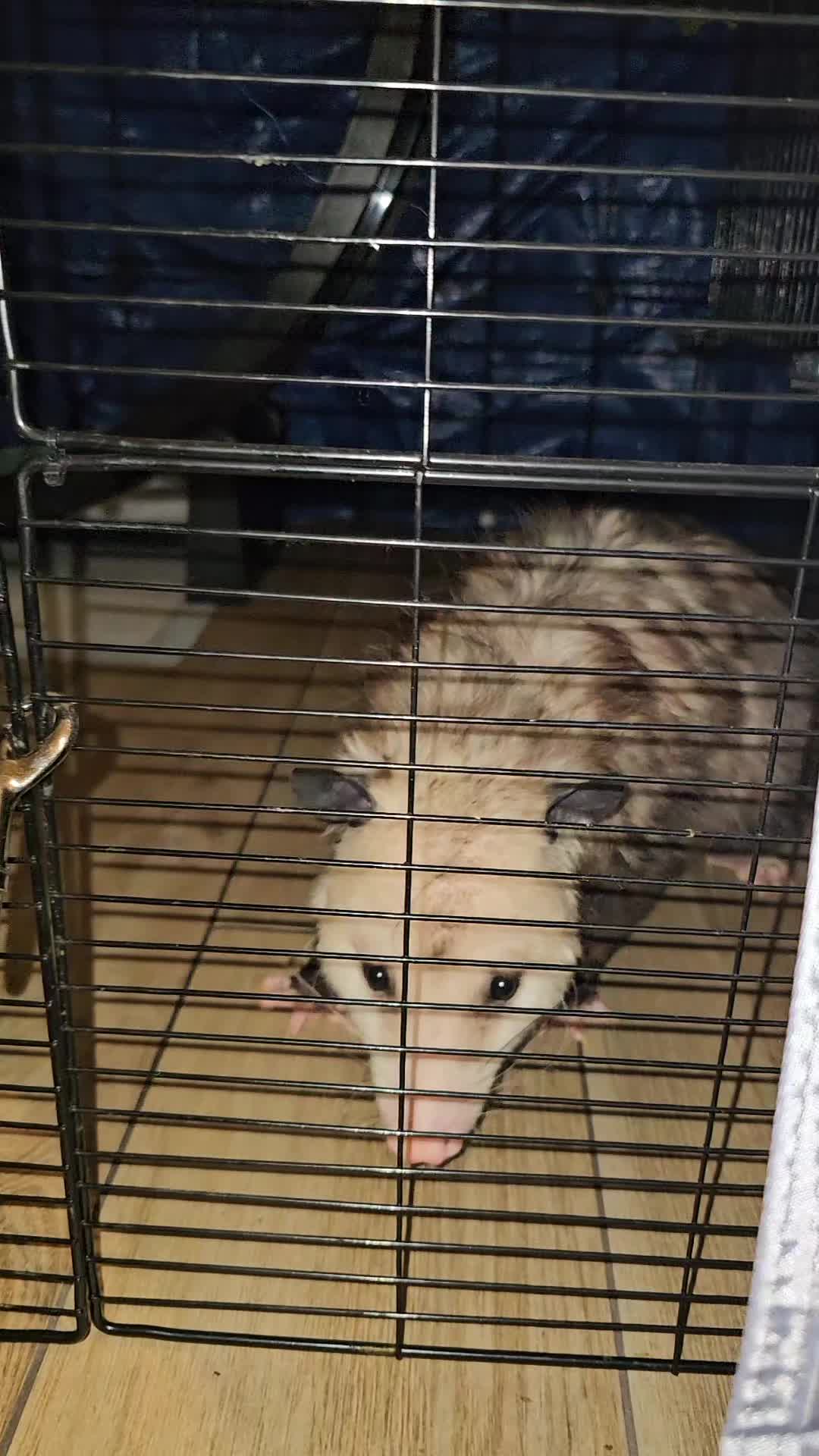 @OPOSSUMDAWGMOM