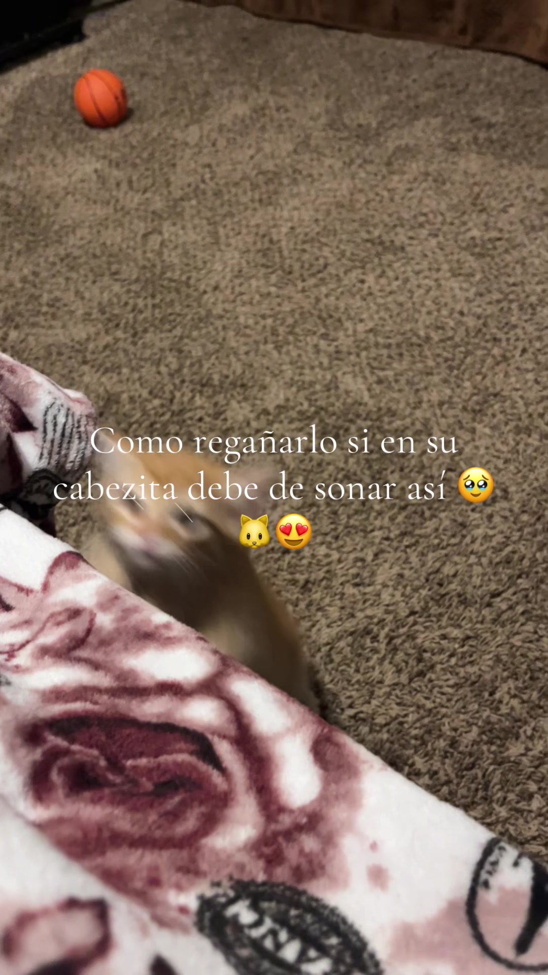 @Bibi