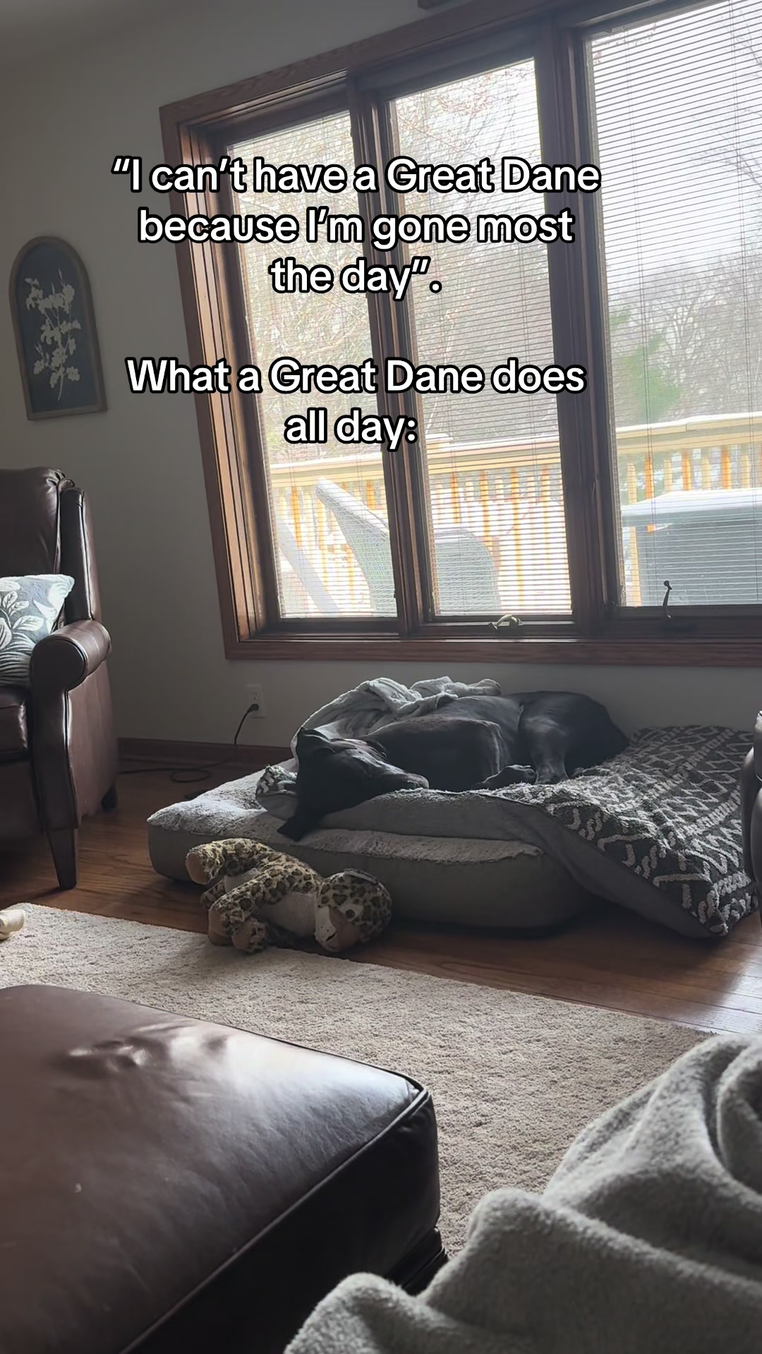 @jewelsthegreatdane