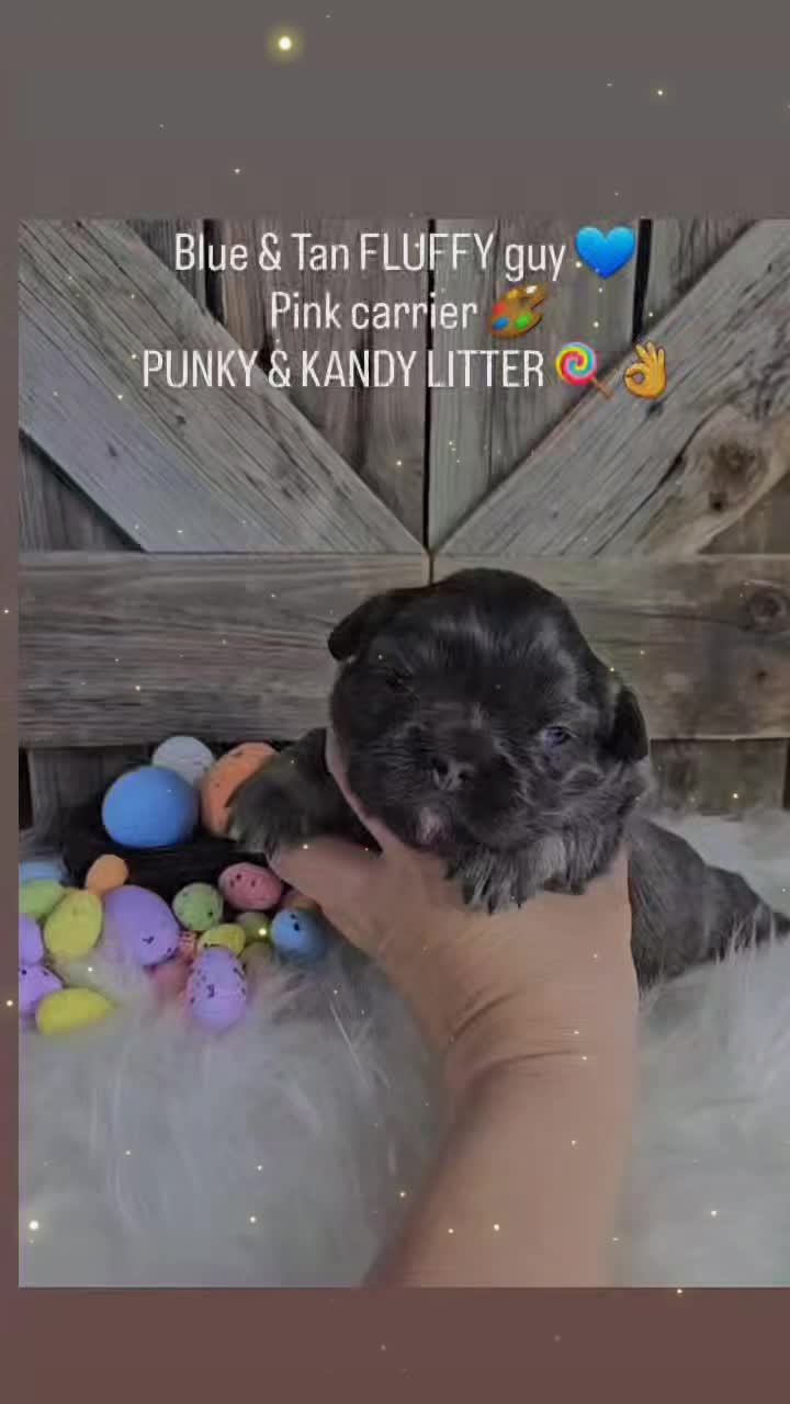 @Colorado Frenchies
