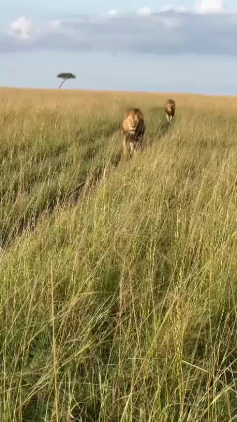 @Guzzicar🦁
