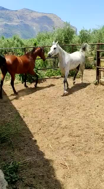 @scuderia vernagallo🐎 Palermo