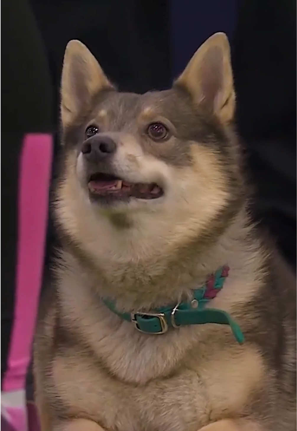 @Westminster Kennel Club