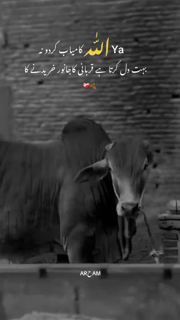 @🎀Badshah 🎀