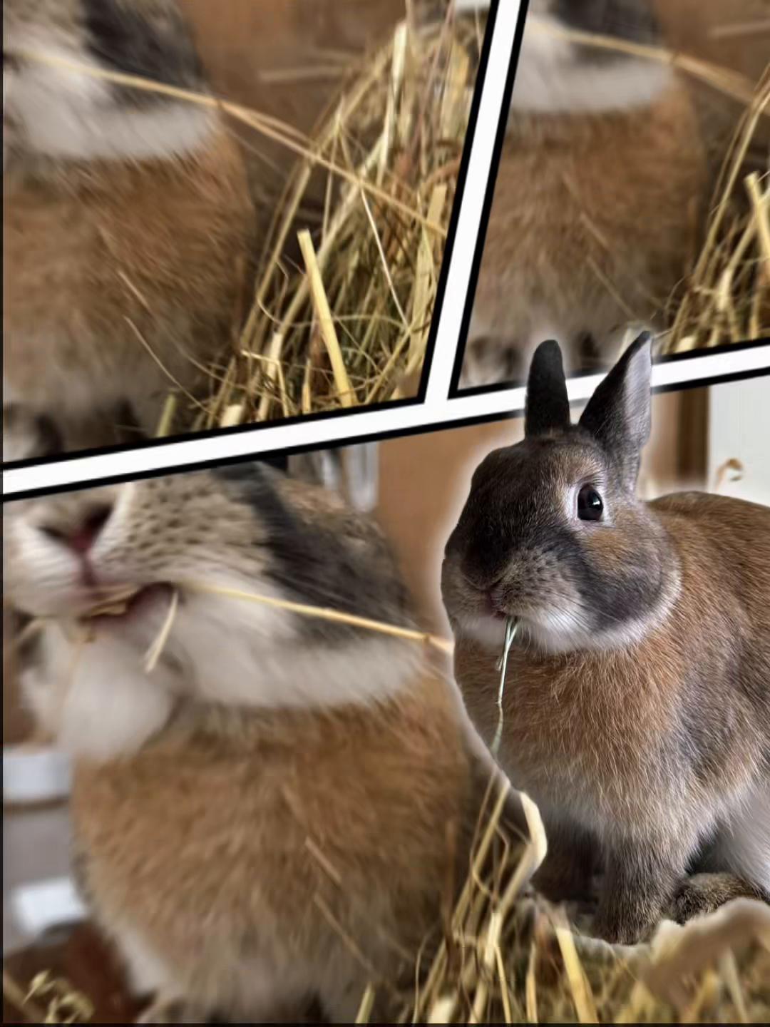 @Arizona🐰🤎