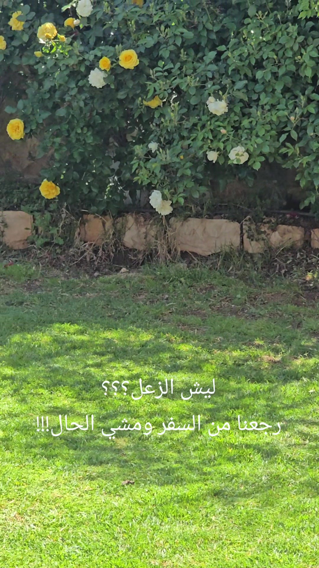 @Alaa Melli 🦂