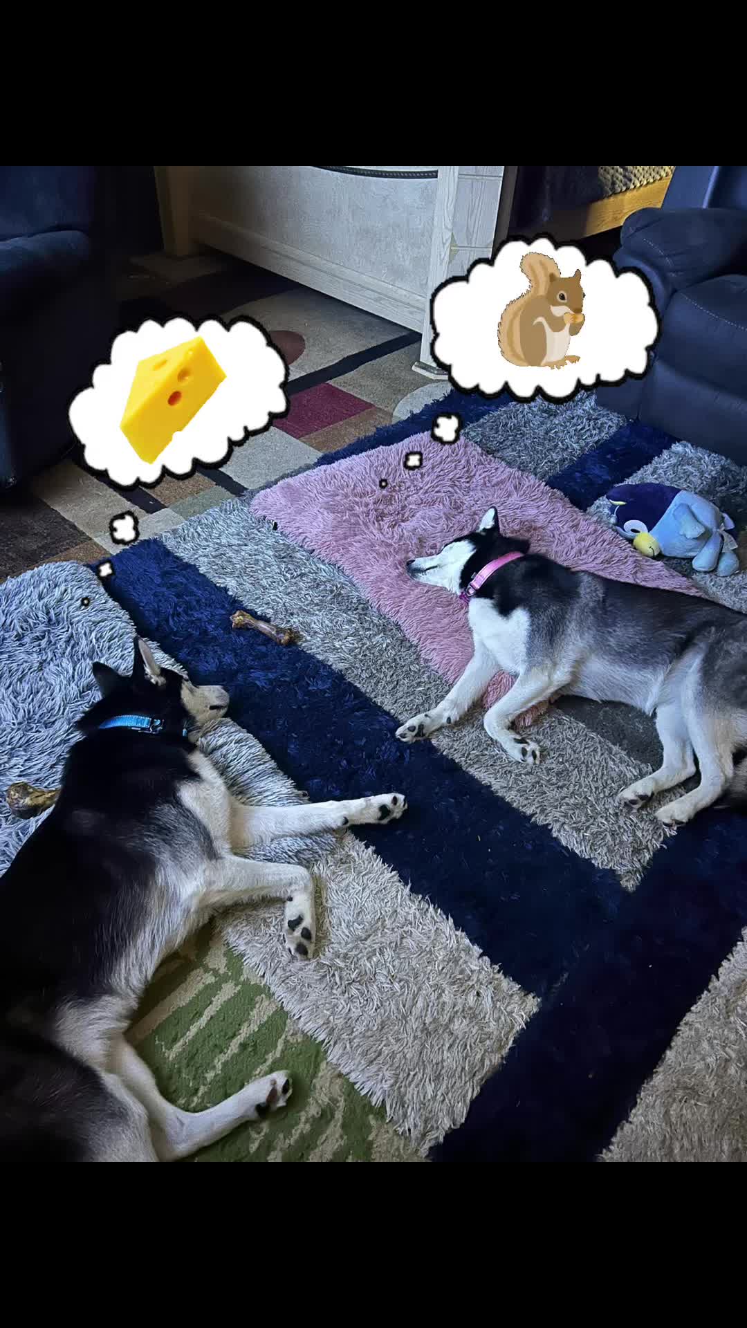 @🌺Crystal&herhuskies🐾