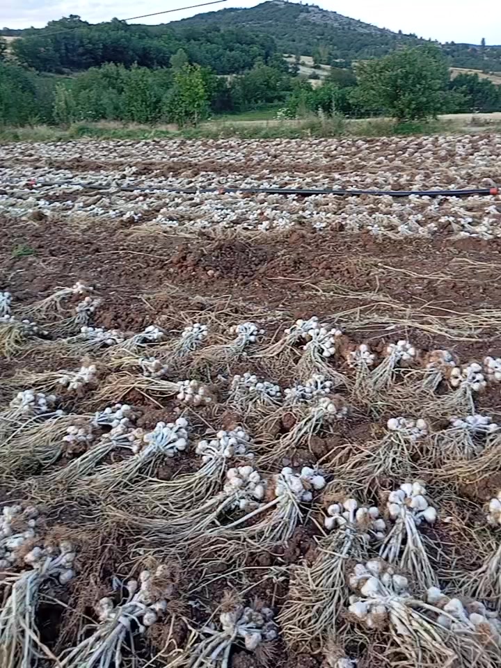 @mustafa Gül