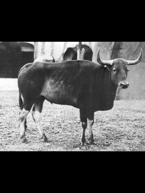 @Extinction Cometh