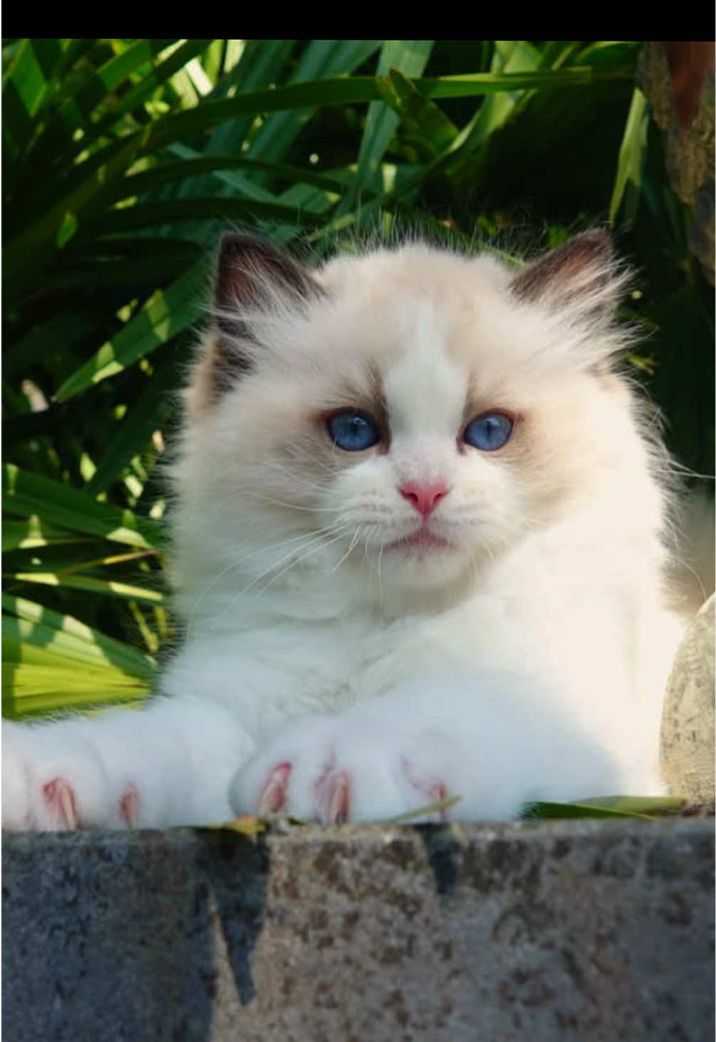 @My Epic Ragdoll