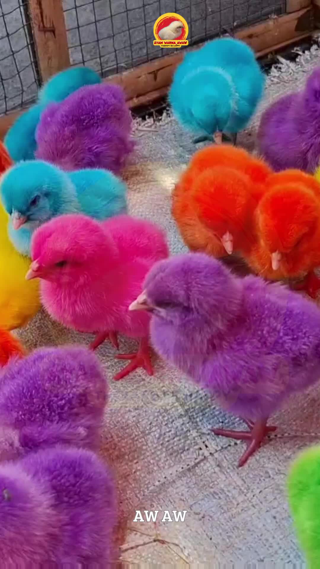 @AyamWarnaWarni