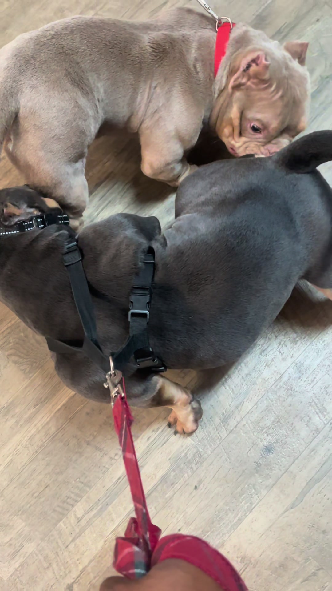 @gardnerkennel08