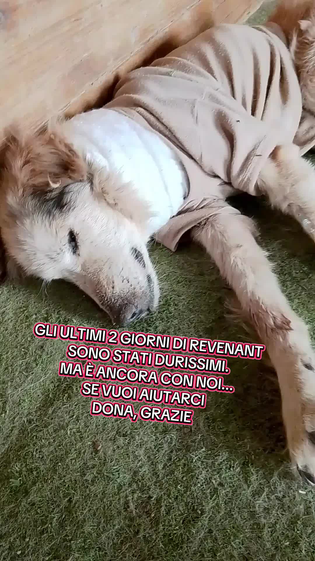 @Biagio Nasti Pelosisos