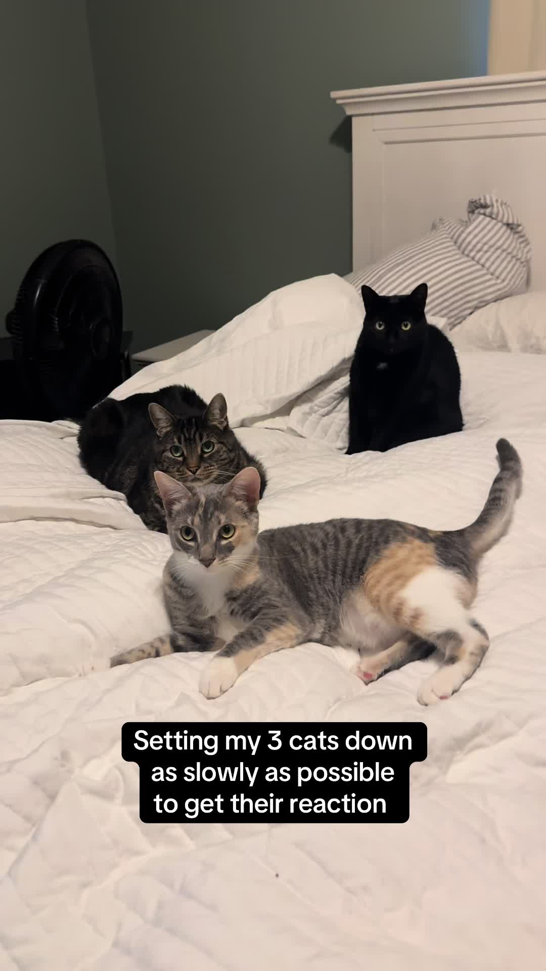 @Milo The Chonk