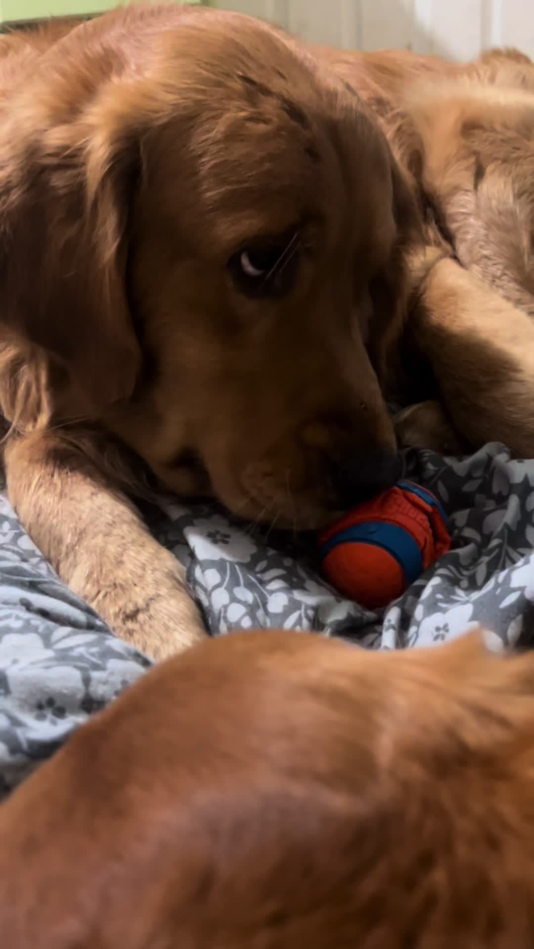 @Los golden Retriever