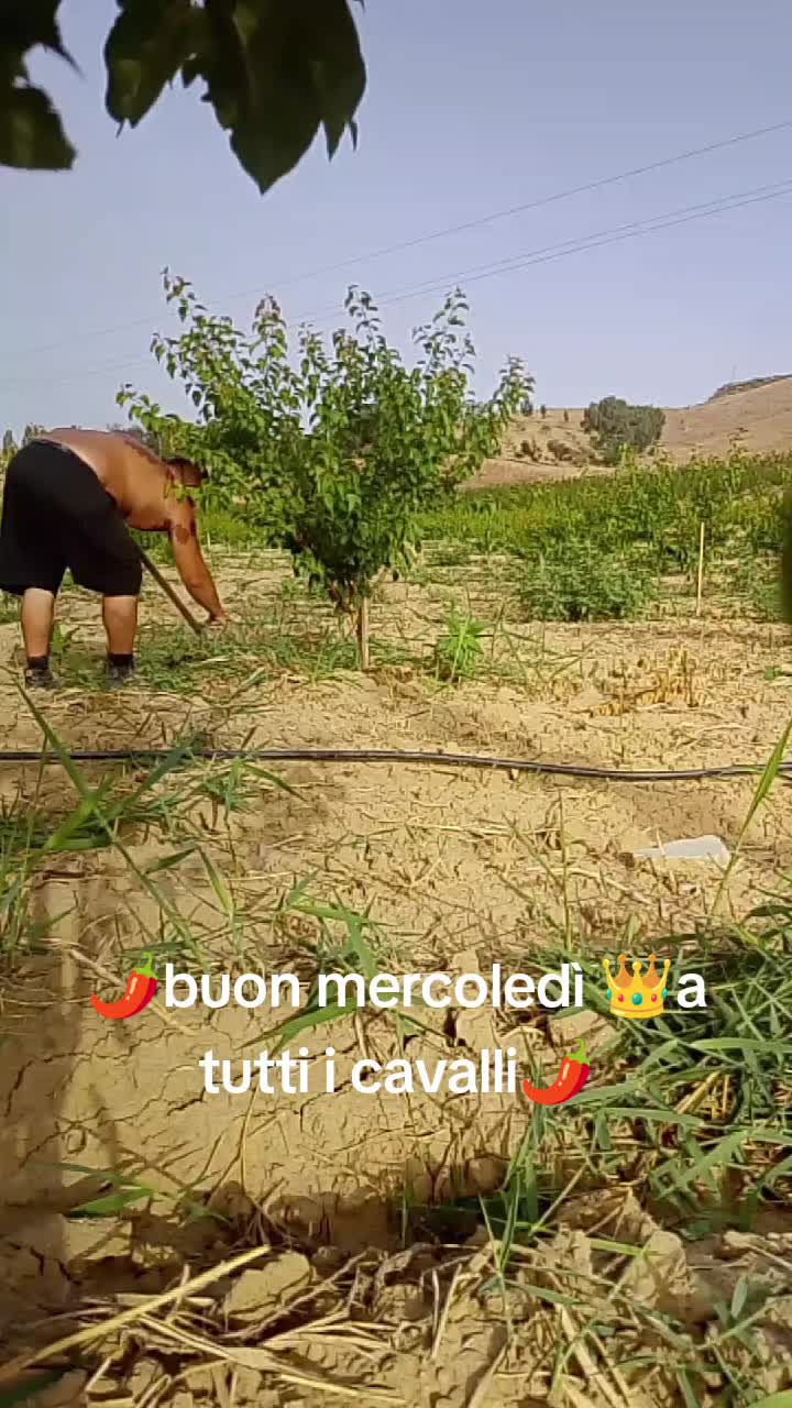 @Stefano Zagara
