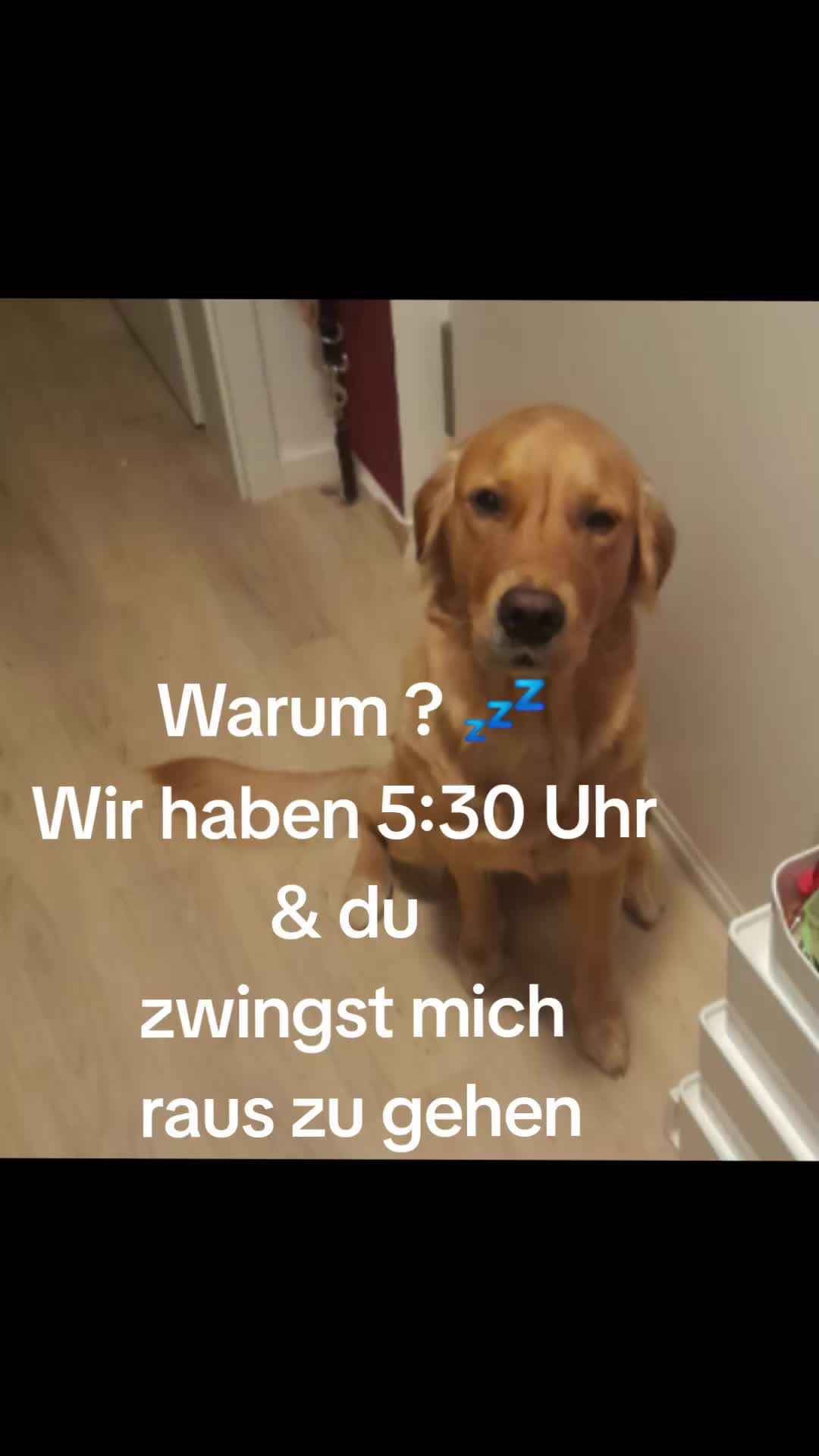@kleiner Frechdachs 🐾