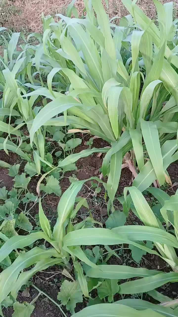 @moubarak