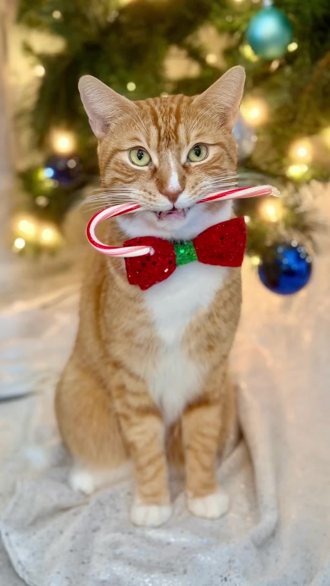 @catnamedcalvin
