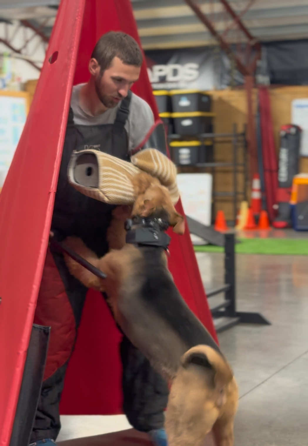 @Protection Dog Sales