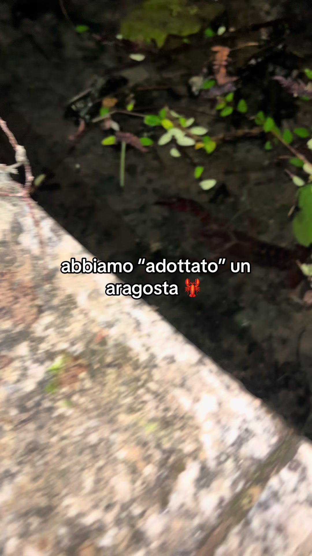 @gattinocattolico