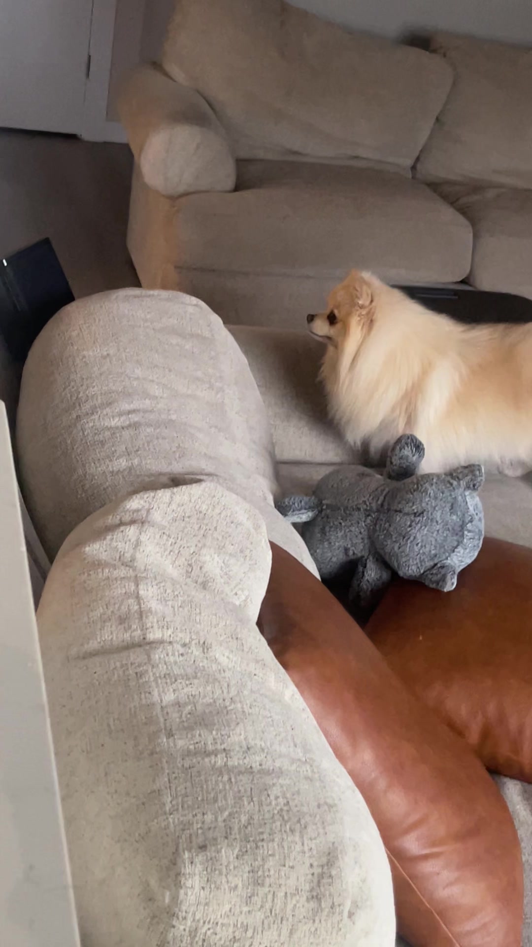 @beingmilothepom