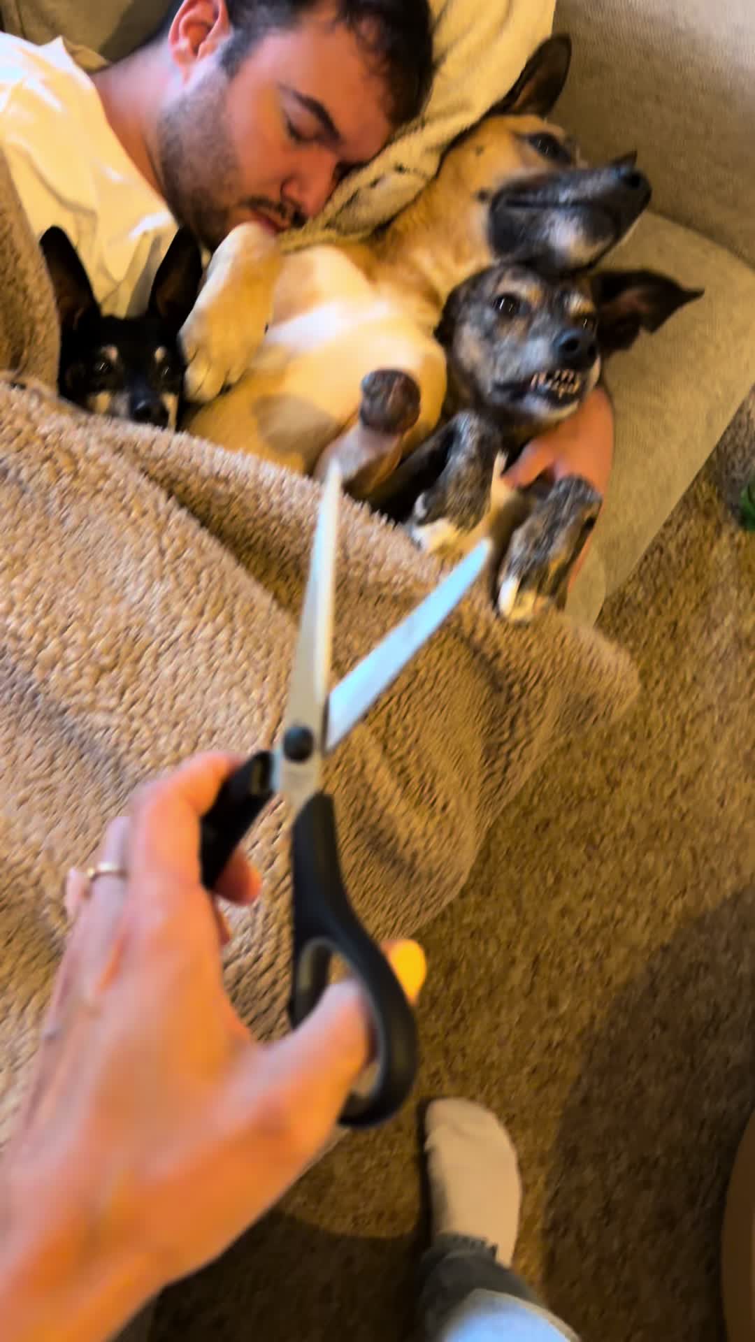 @mother of dogs