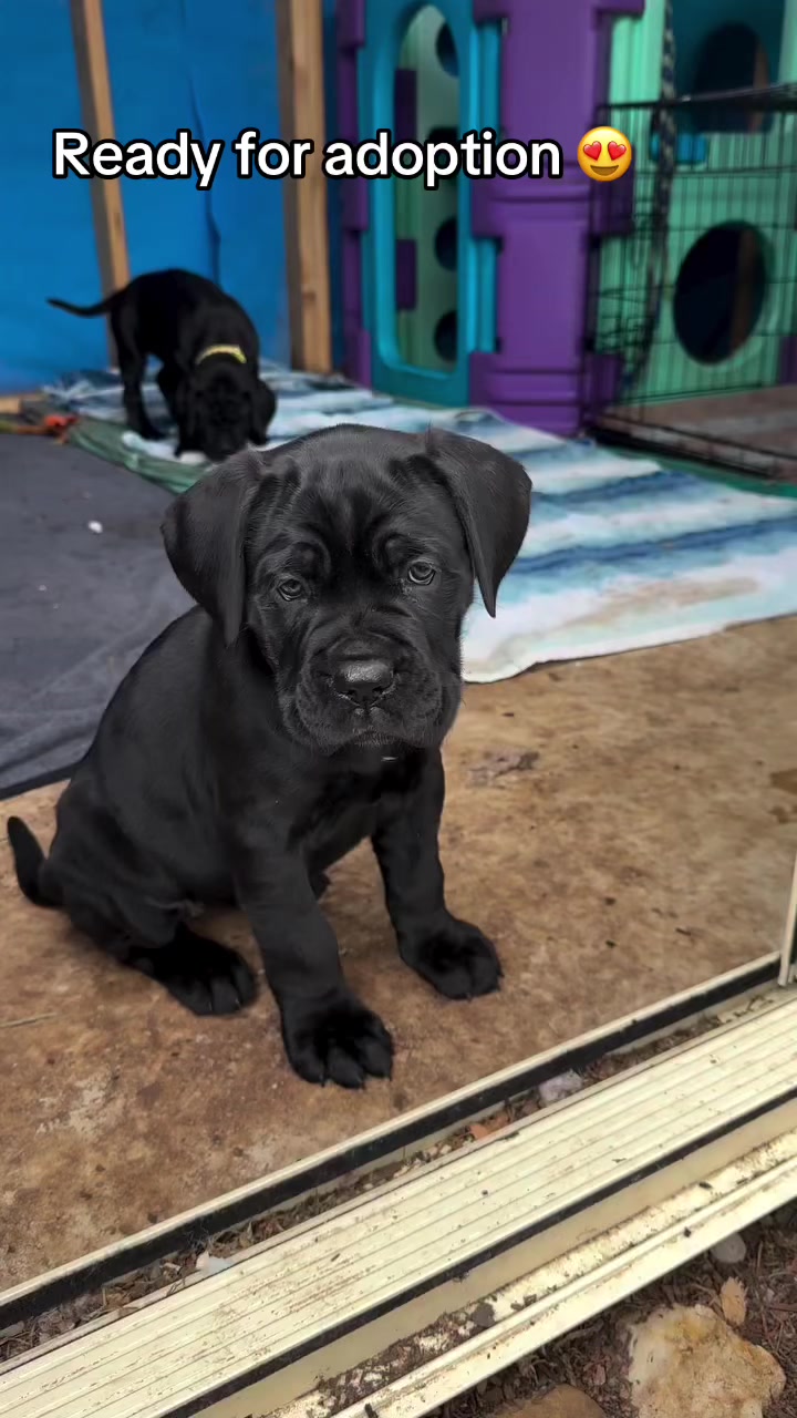 @CaneCorso