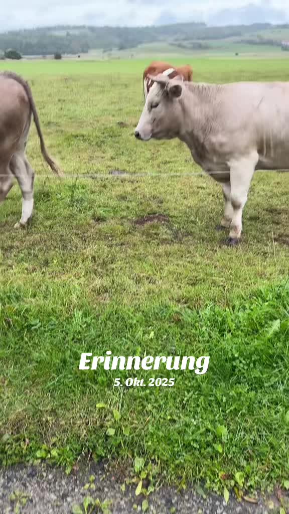 @Mohammad Soltani