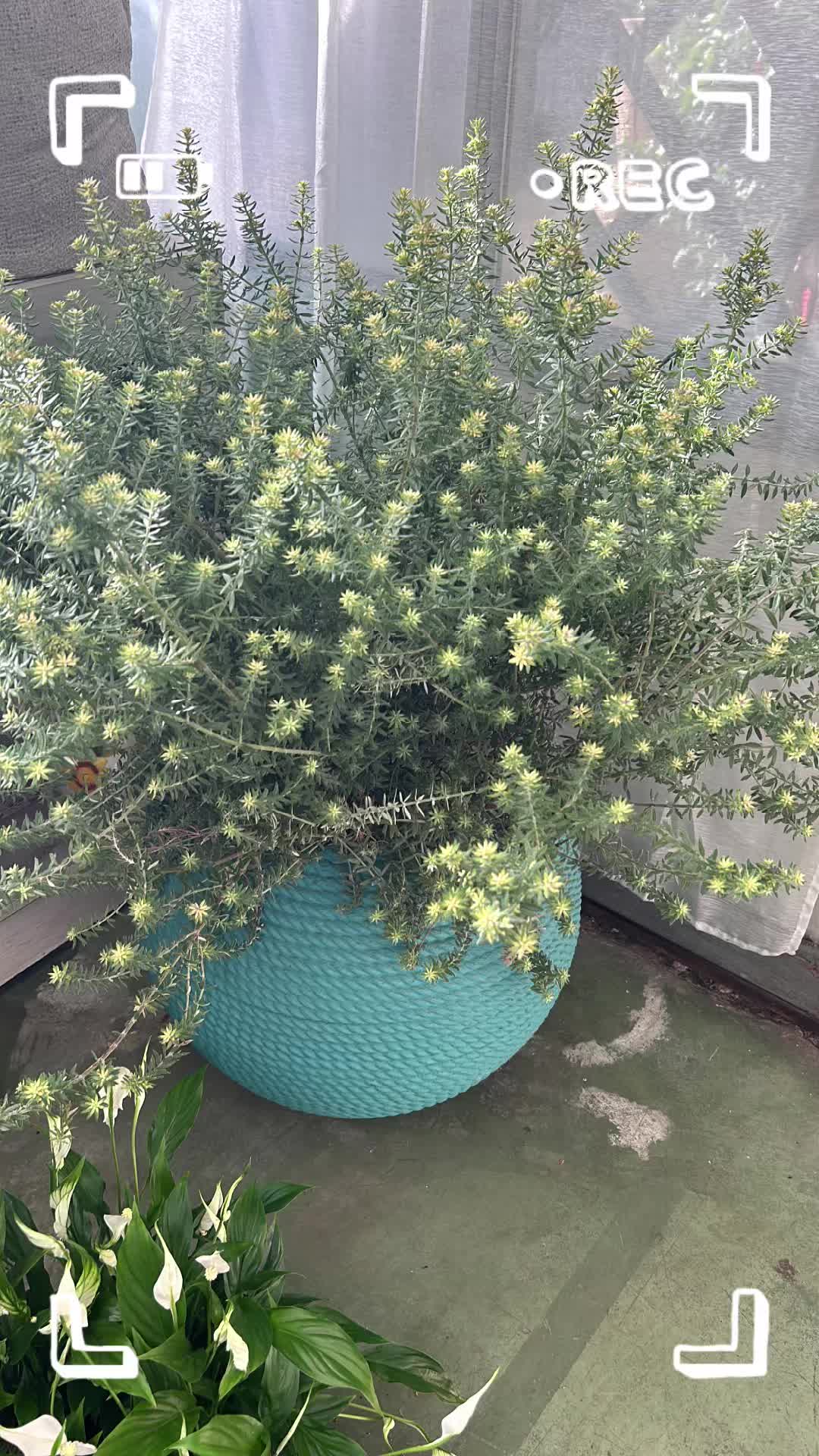 @vivaioanticogarden