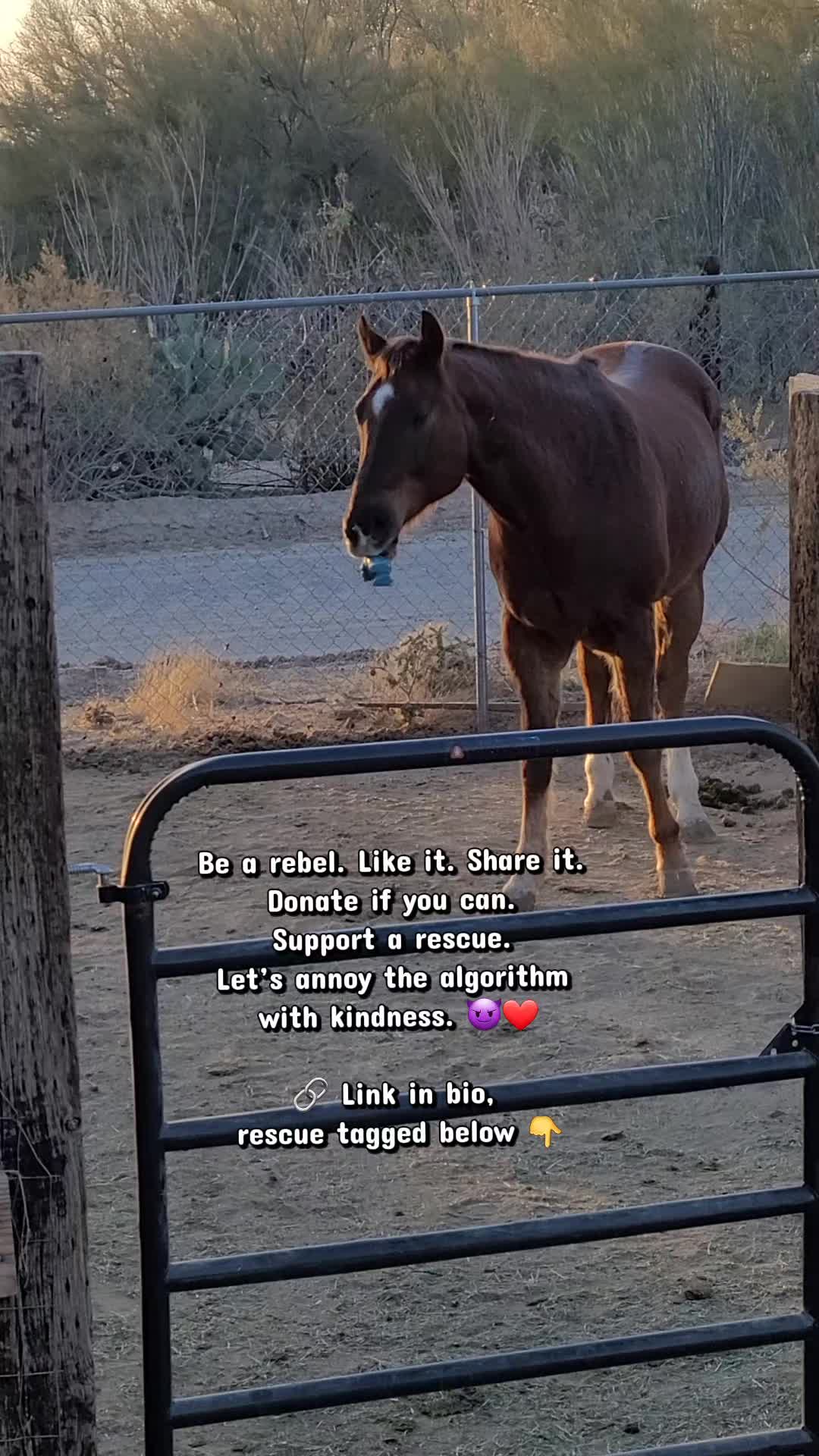 @Mgck