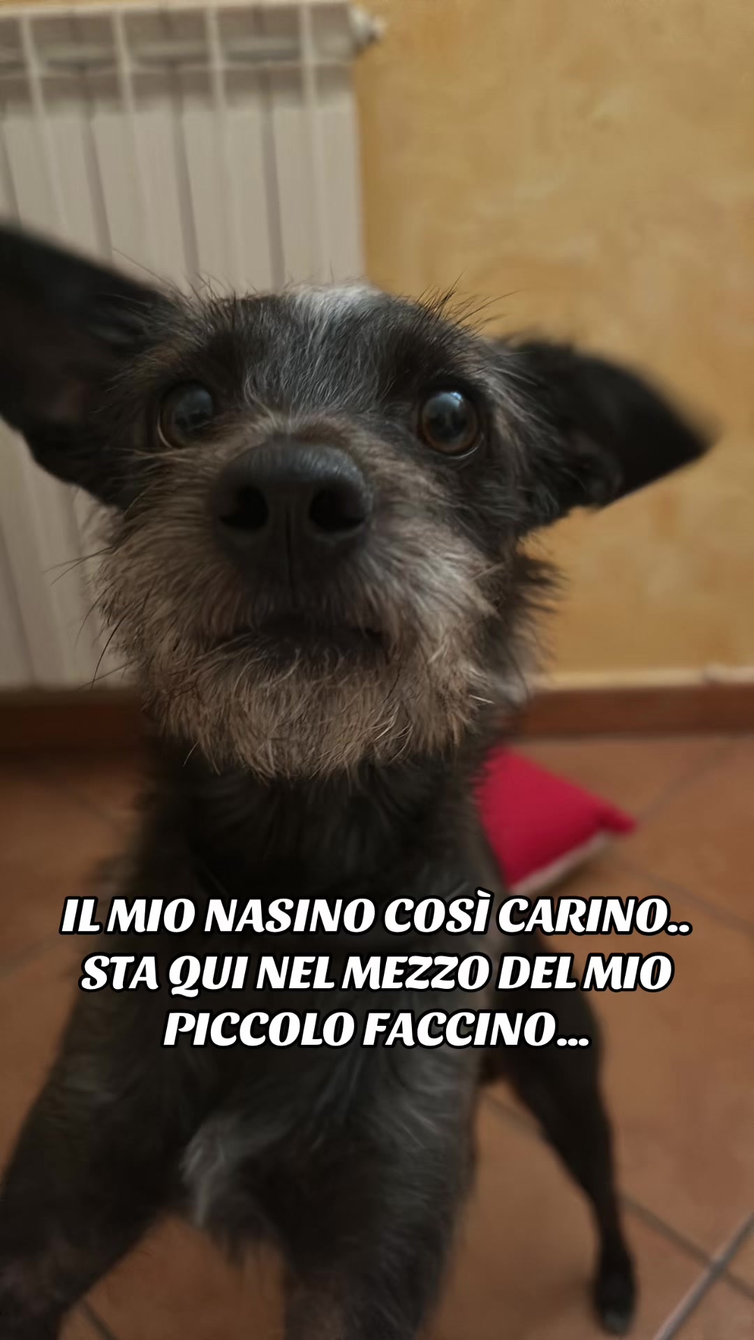 @Demys Cortese