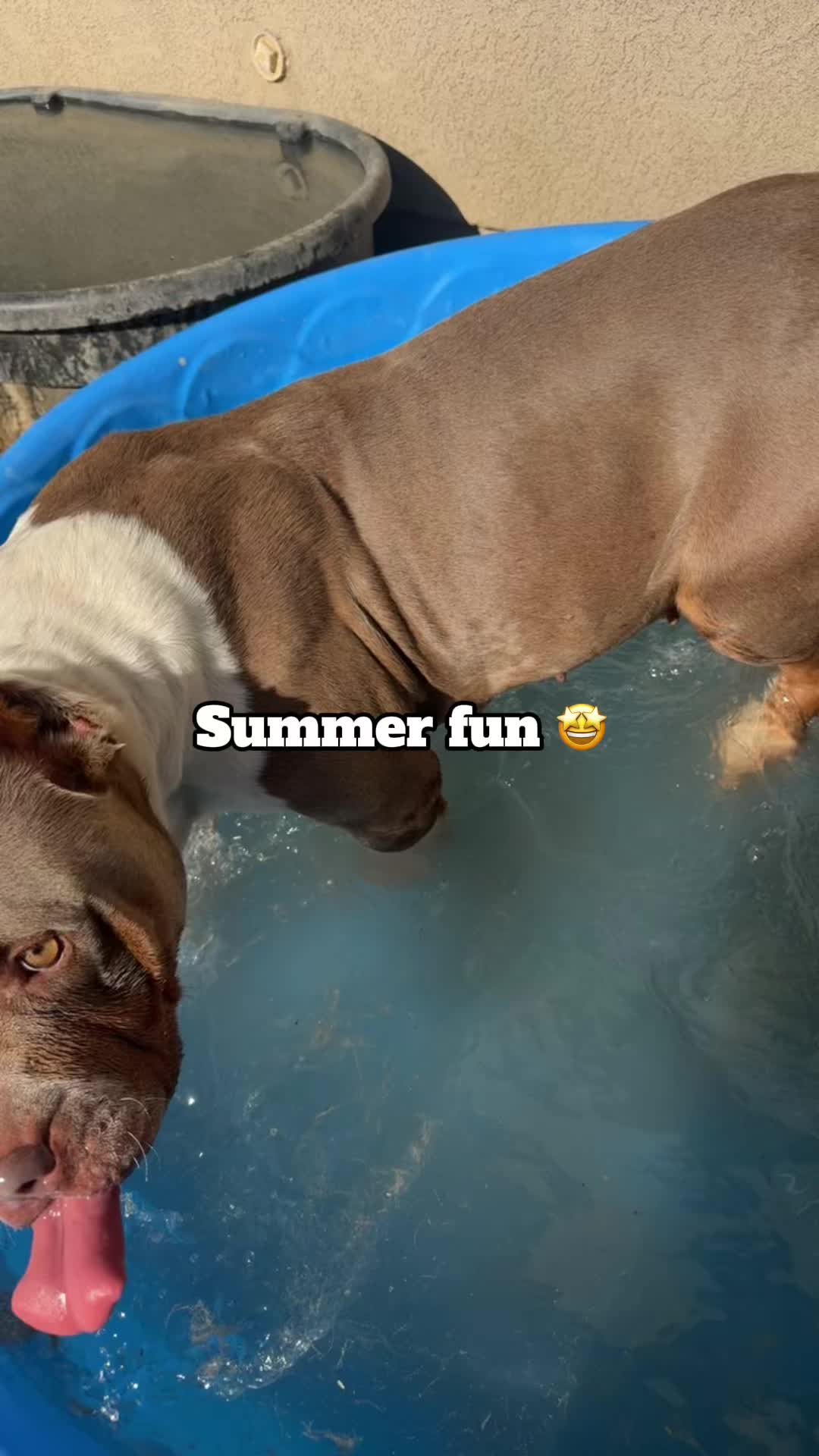 @Destructive dogs