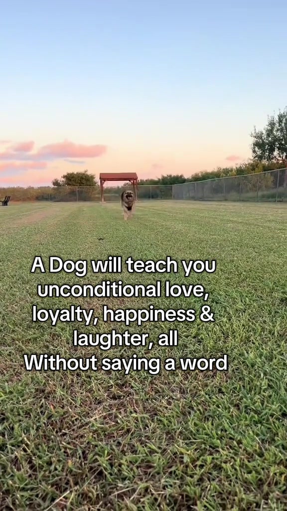 @Gunner GSD🐶