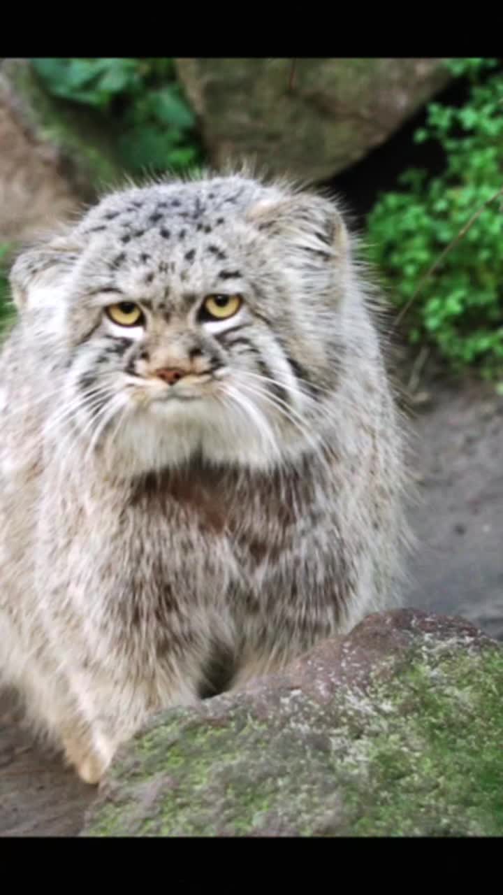 @Manulstürmer