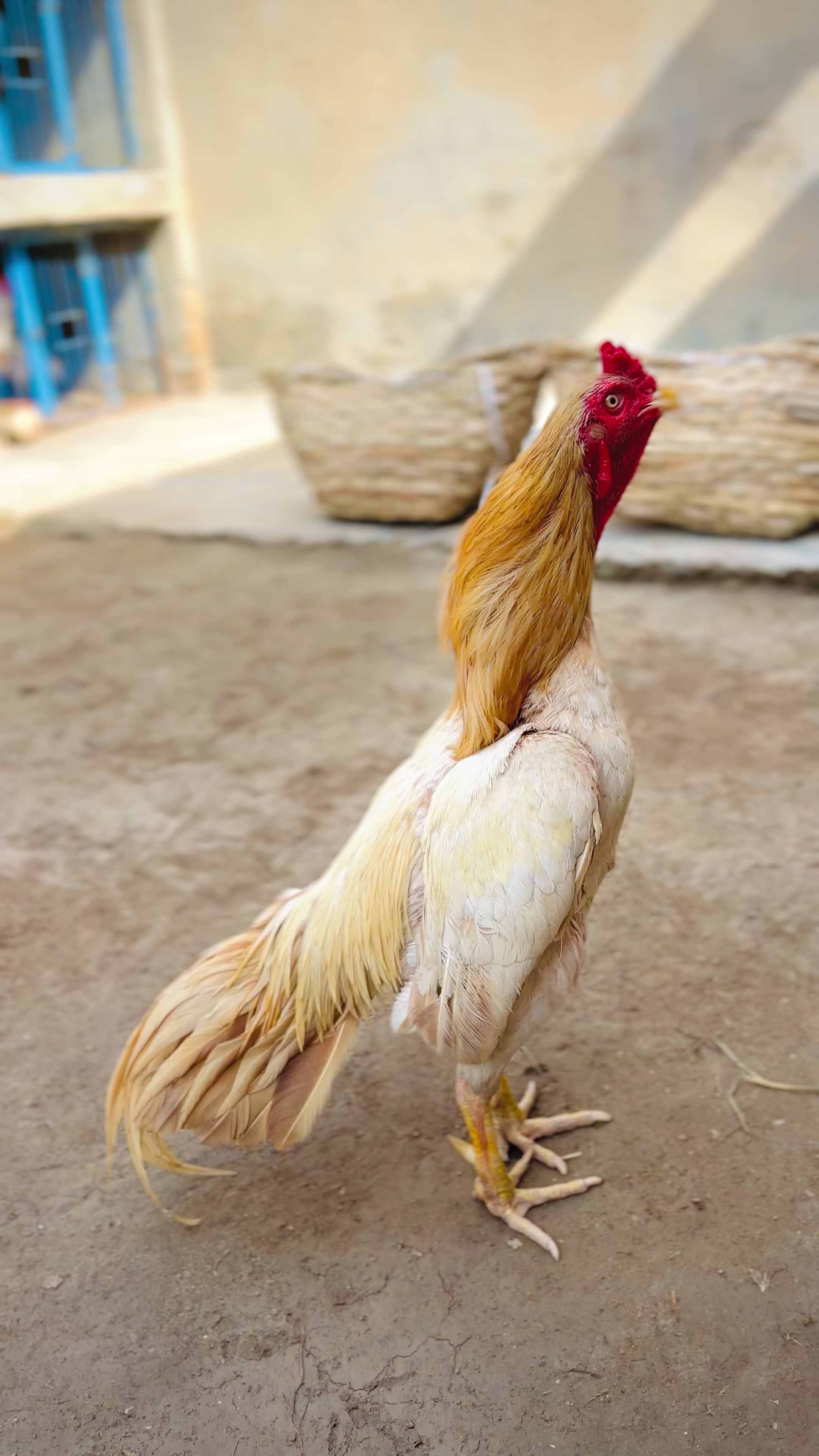 @Professionalaseelbirds2