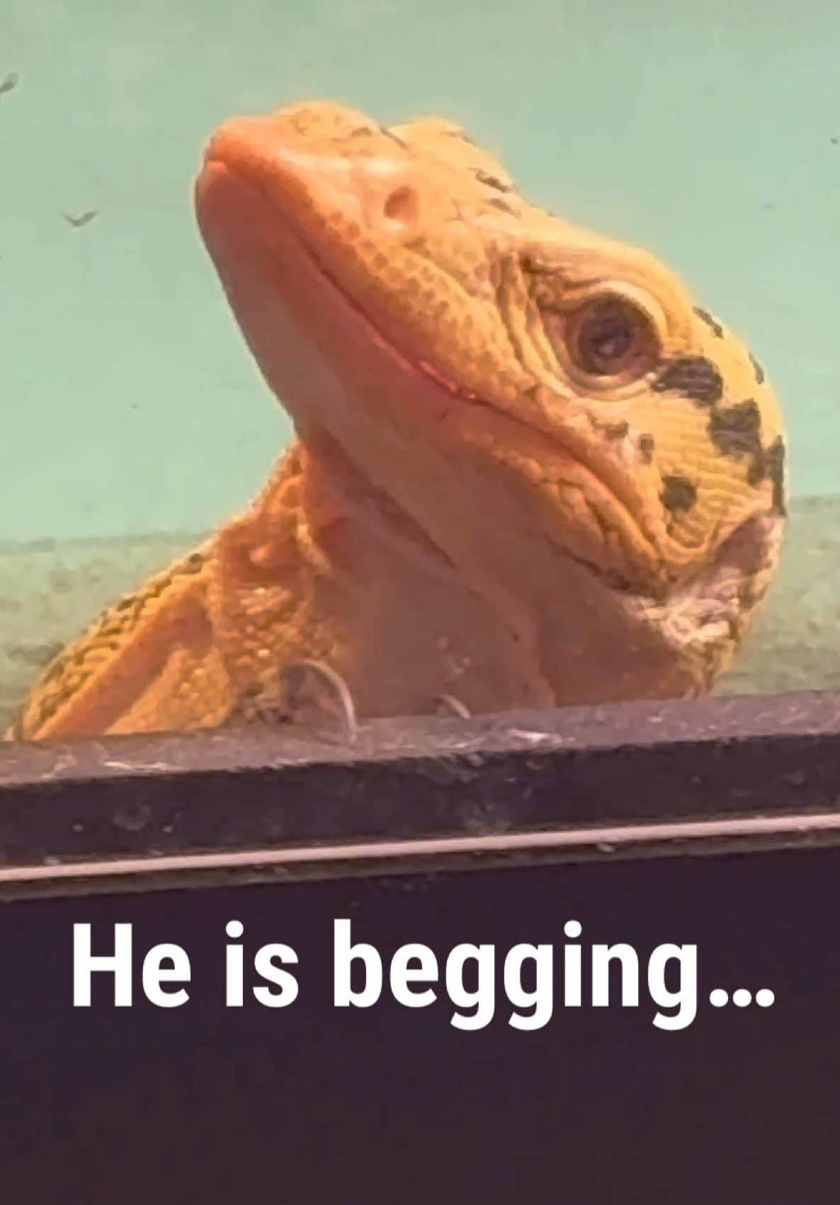 @Tommys_reptiles