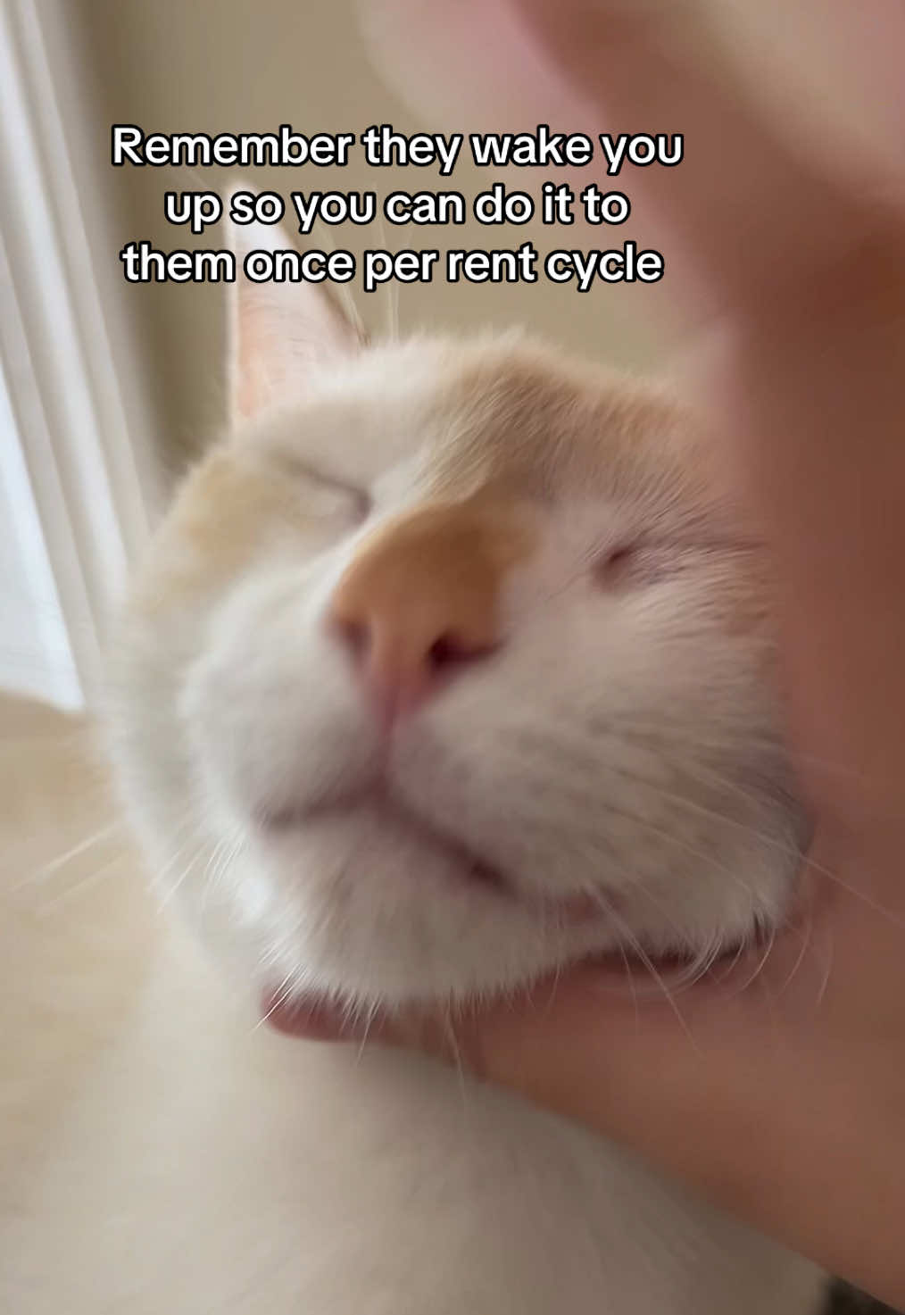 @FamiliarFEYpets