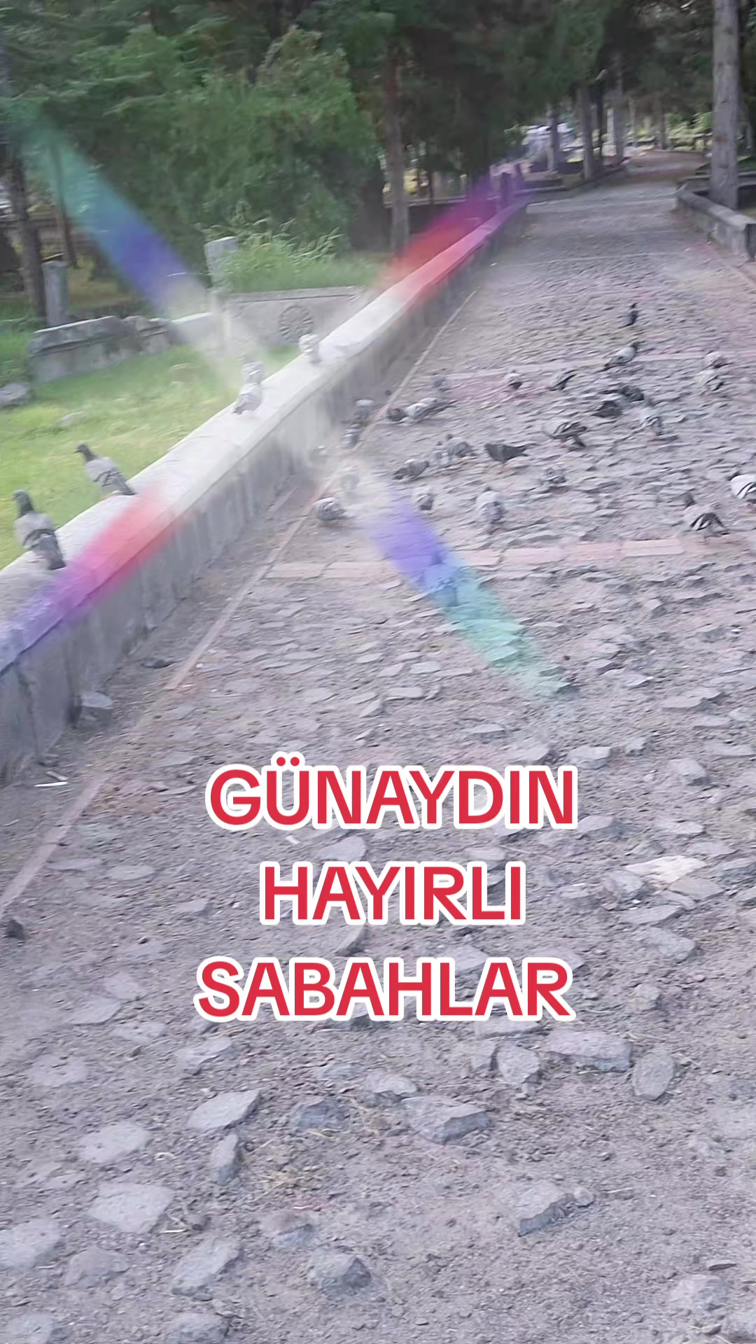 @gulvehsrn
