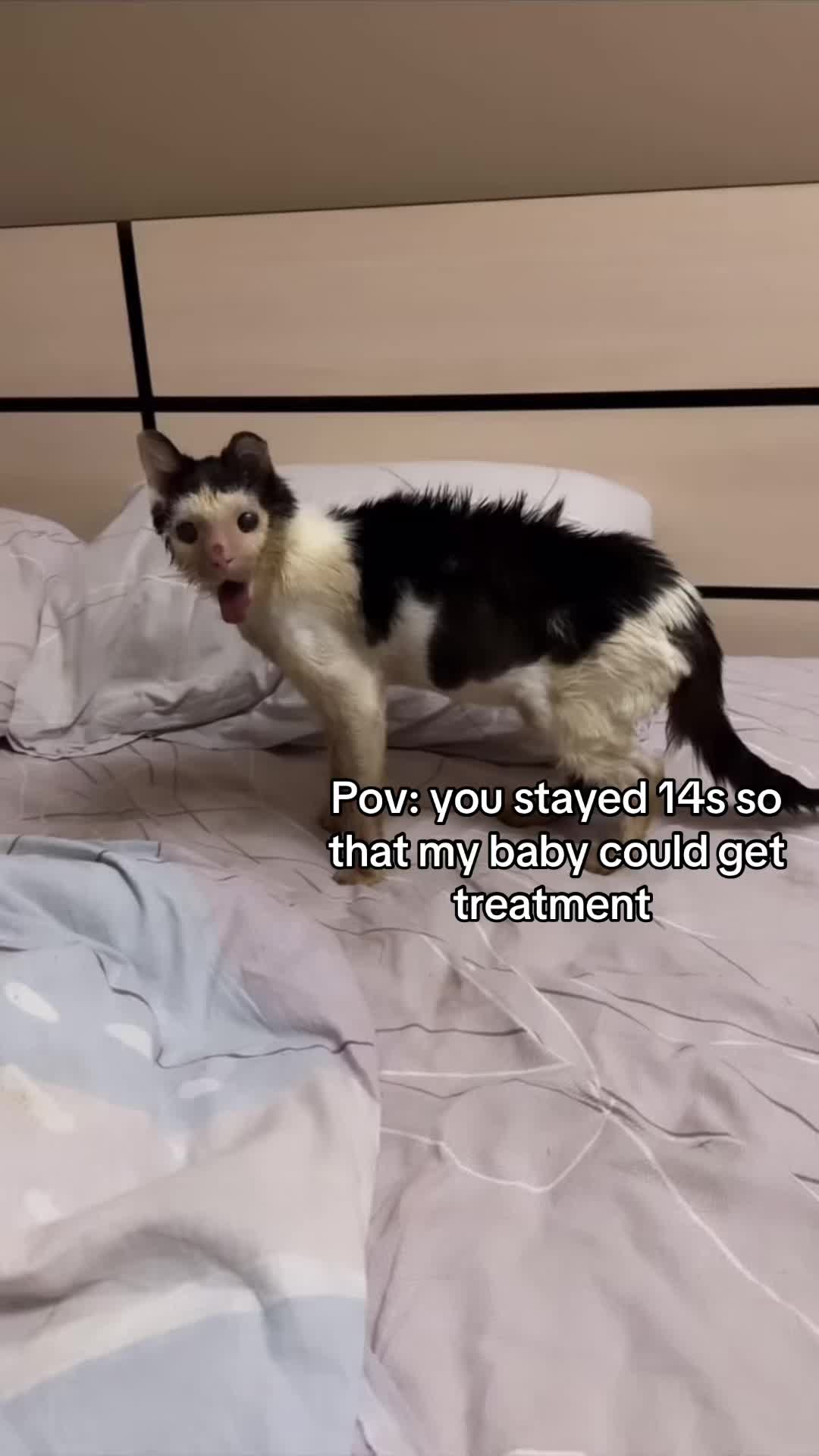 @wemakerescues